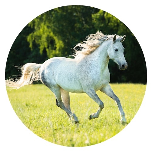 cheval qui court